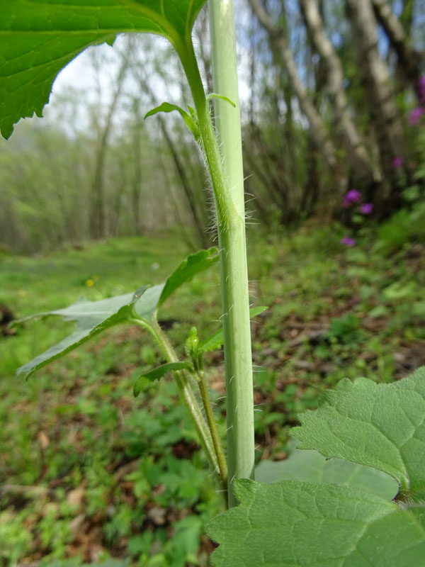 Lunaria annua - Brassicaceae